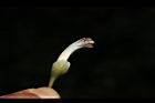 鐘萼木-花蕊01.JPG