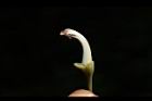 鐘萼木-花蕊02.JPG