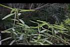 鐘萼豆-莖04.JPG