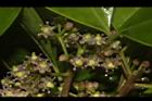 鐵冬青-雌花10.JPG