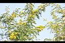 鐵刀木-花03.JPG