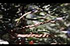 鐵刀木-實06.JPG