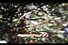鐵刀木-實07.JPG