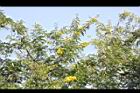 鐵刀木-花01.JPG