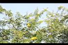 鐵刀木-花02.JPG