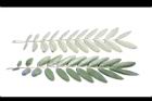 鐵刀木-葉05.JPG