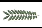 鐵刀木-葉正04.JPG