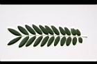 鐵刀木-葉正07.JPG