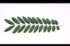 鐵刀木-葉正08.JPG