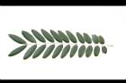 鐵刀木-葉正09.JPG