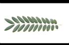 鐵刀木-葉正10.JPG