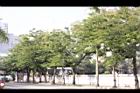 鐵刀木11.JPG