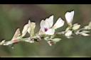 鐵掃帚-花00.jpg