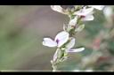 鐵掃帚-花01.jpg