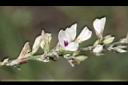 鐵掃帚-花02.jpg