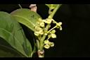 鐵色-雌花01.JPG