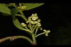 鐵色-雌花05.JPG