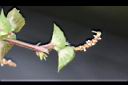 人莧-花序17.jpg