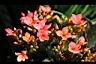 長壽花-花01.jpg