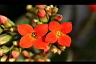 長壽花-花04.jpg