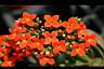 長壽花-花05.jpg