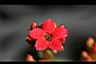長壽花-花08.jpg