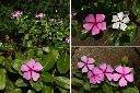 長春花-花2.jpg