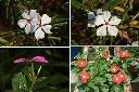 長春花-花4.jpg