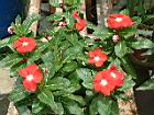 長春花-紅01.JPG