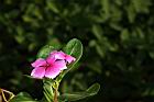 長春花-花01.JPG