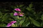 長春花-花02.JPG