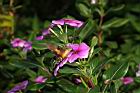 長春花-花06.JPG