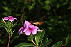 長春花-花07.JPG