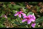 長春花-花08.JPG