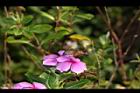 長春花-花09.JPG