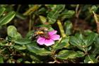長春花-花11.JPG