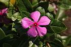 長春花-花38.JPG