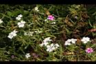 長春花28.JPG