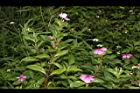 長春花33.JPG