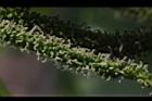 長果桑-雌花01.JPG