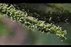長果桑-雌花03.JPG