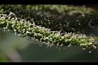 長果桑-雌花05.JPG
