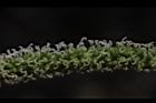長果桑-雌花08.JPG