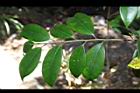 長果紅淡比-葉序04.JPG
