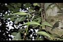 長果藤-實14.JPG