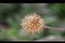 長柄菊-實2.jpg