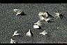 長柄菊-種子3.jpg