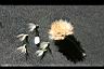 長柄菊-種子5.jpg