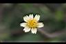 長柄菊-花7.jpg