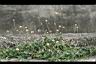 長柄菊10.jpg